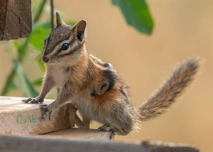 A yellow-pine chipmunk with bot flies in it's back in Clinton. 