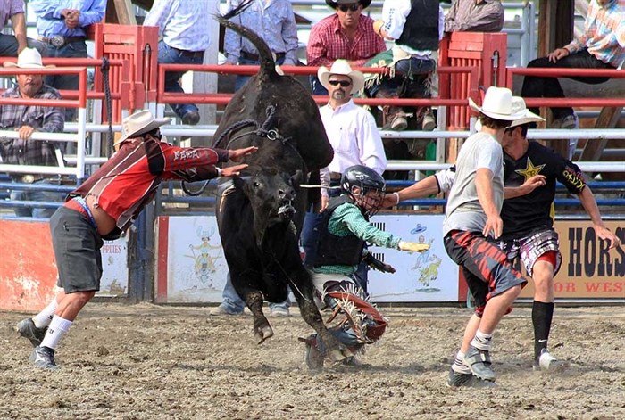 Steer riding is popular event at the North Thompson Fall Fair & Rodeo. 