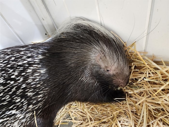 This porcupine along with other animal species are part of the annual Wildlife Festival in Penticton. 