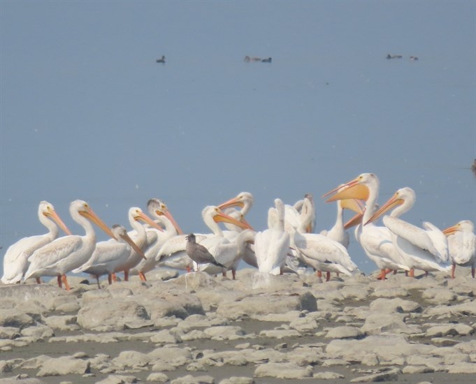 These American White Pelicans are seen through wildfire smoke on a lake in the Shuswap. 