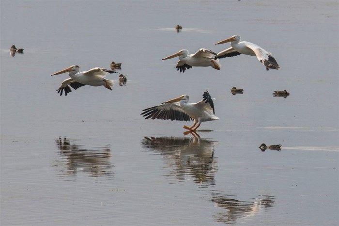 Pelicans make a landing on the surface of a lake in Kamloops. 