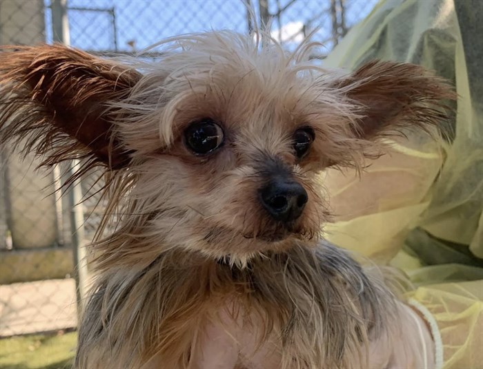 One of the 17 dogs seized by the BC SPCA from a breeder in the North Okanagan.