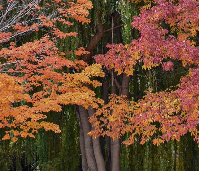 Autumn leaves changing colours in McArthur Island Park, Kamloops. 