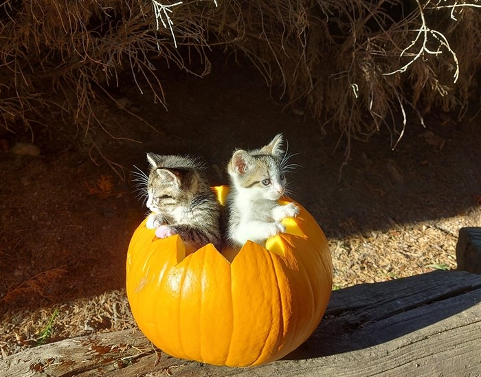 Vernon resident Matt Foley found a different use for his Halloween pumpkin. 