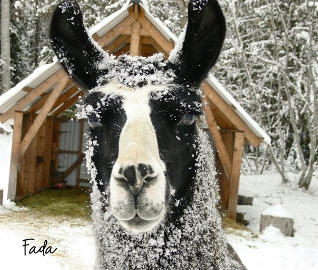 This llama lives at the Llama Sanctuary in Tappen. 