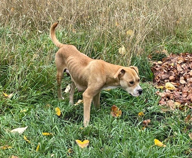 One of two emaciated mother dogs rescued from a property in Chase by BC SPCA. 