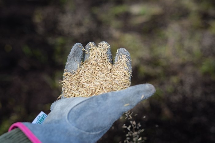 Dr. Sumer Seiki sources native plant seeds from local nursery Xen Xeriscape Endemic Nursery & Ecological Solutions. 