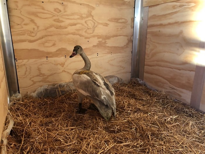 A young trumpeter swan, identifiable by its grey plumage. 