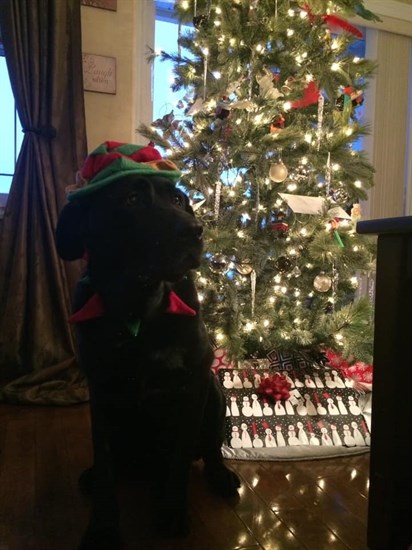 Just a festive doggo in front of the Christmas tree. 