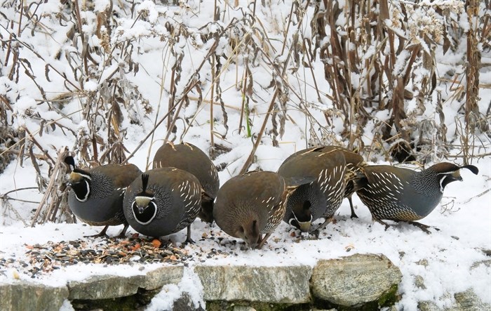 Quail eating in the snow, Kelowna.