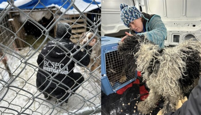 BC SPCA workers during the rescue and start of the rehabilitation process.