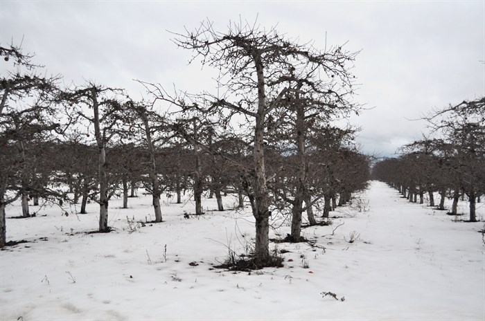 Orchard in East Kelowna