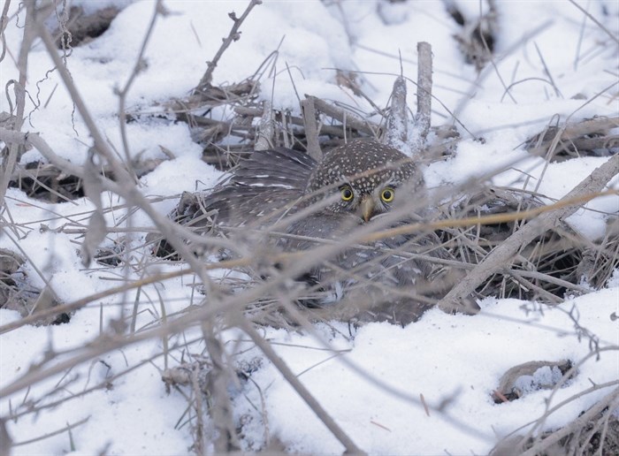 A northern pygmy owl in the snow in Kamloops. 