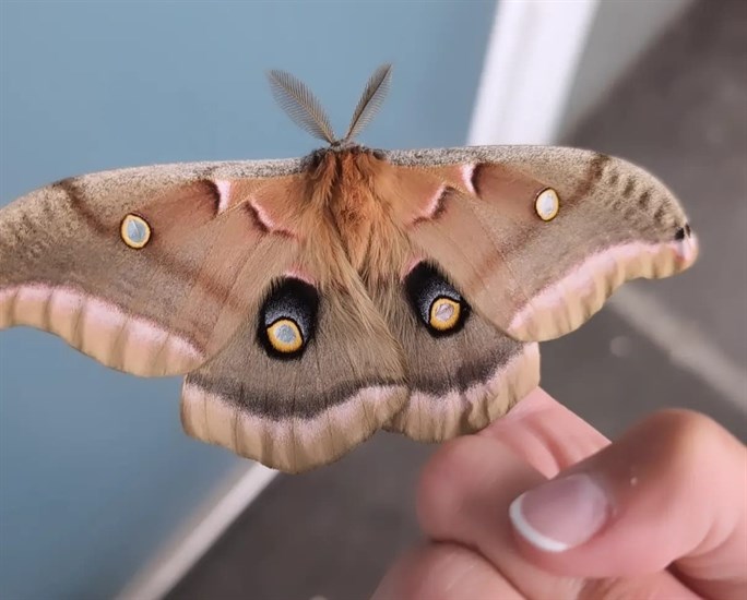 A Polyphemus moth in Kamloops has distinctive eyespots on its wings.