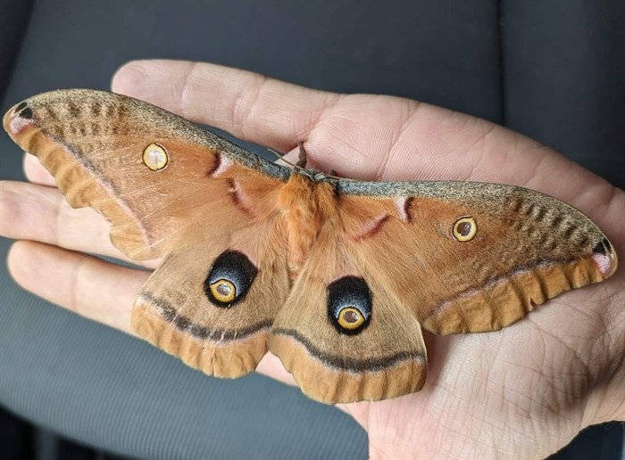 This Polyphemus moth was found near Merritt. 