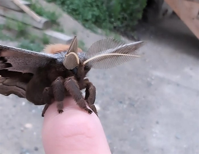 This photo shows the thick legs and feathery antennae of a Polyphemus moth in Kamloops. 