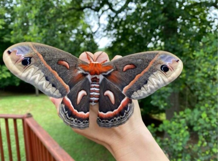 This Cecropia moth was spotted in the Shuswap.