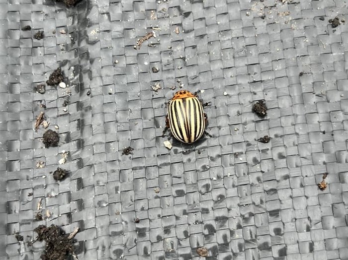 A Colorado potato beetle was spotted on a property in Armstrong. 