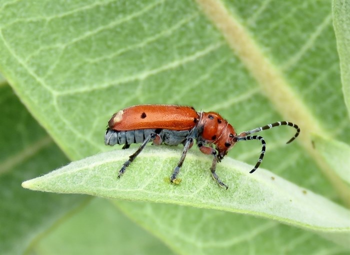 A bright milkweed beetle was spotted in Penticton. 