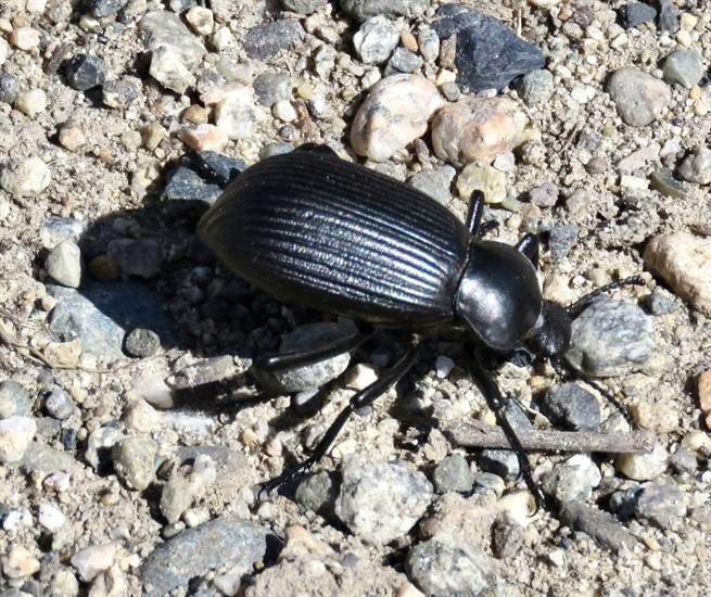 This desert stink beetle was found in Penticton. 