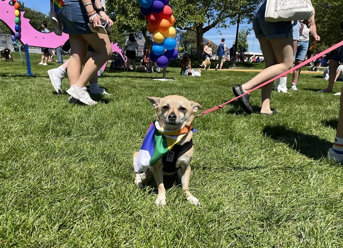 Even the dogs dressed up for the Pride Festival. 