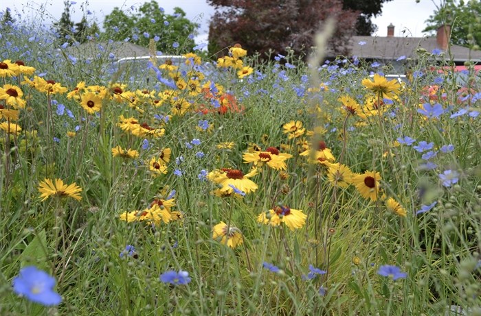 The meadow approach using indigenous flowers in Ward's front yard.