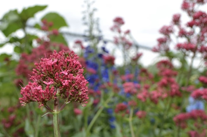 A close-up of a flower bed on display at the garden tour. 