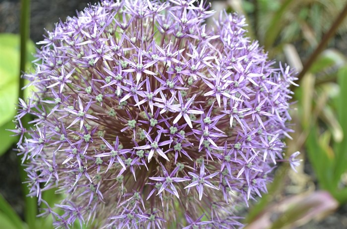 A close-up of the massive globe allium gigantium in Ward's backyard. 