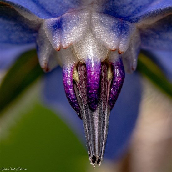 This macro photograph of a flower stamen in Cherry Creek shows bold, shiny colours. 