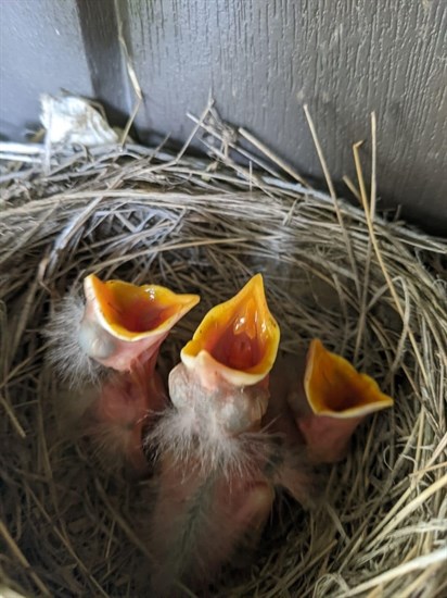 Three baby robins are pictured waiting for food in Summerland 