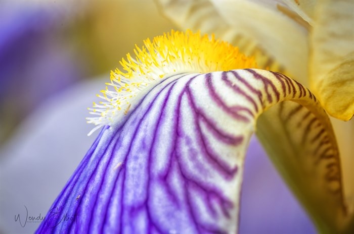 The fine colours and textures of an iris can be seen in this macro photograph taken in Kamloops. 