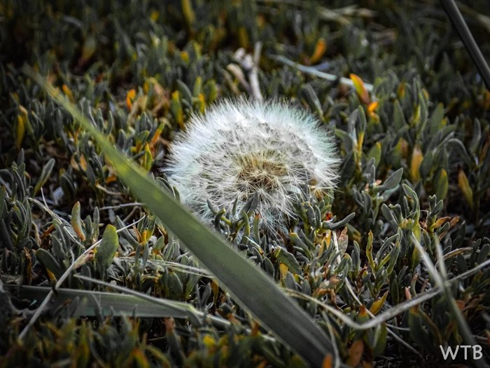 This photo shows the details of a dandelion in Merritt. 