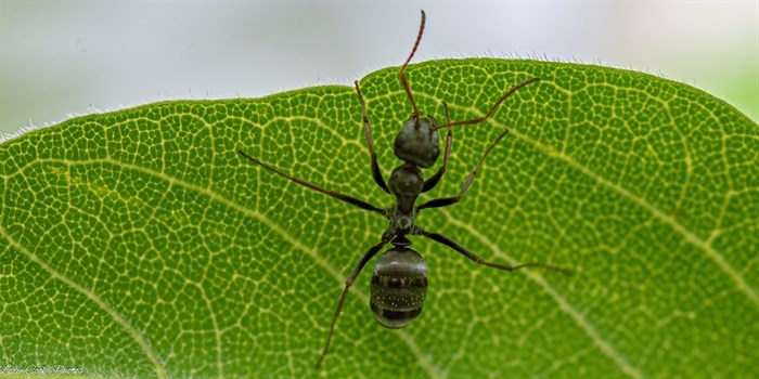 The details of an ant and texture of a leaf can be seen in this macro photograph taken in Cherry Creek. 