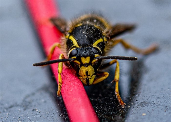 This close up photo of a bee was taken in Cherry Creek. 