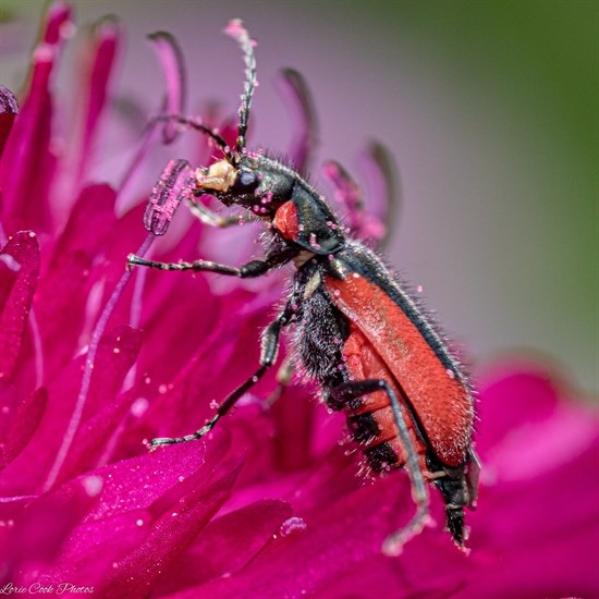 An insect collects pollen from a flower in Cherry Creek. 