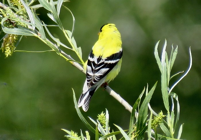 This American goldfinch was spotted along the Penticton Channel. 