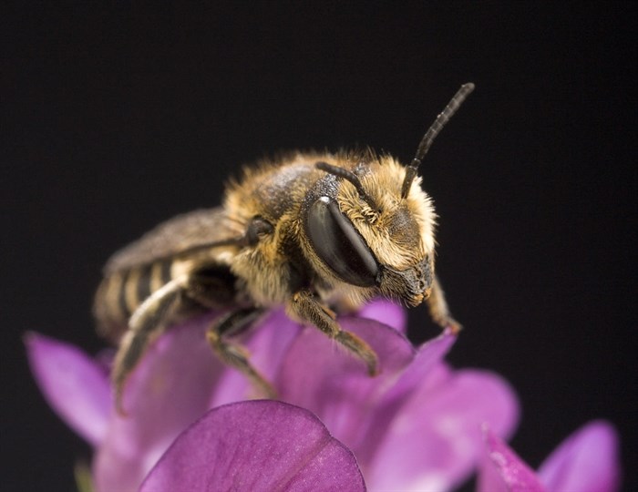 A close-up of an alfalfa leafcutting bee. 