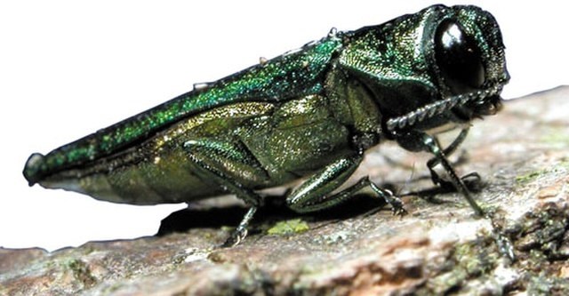 The emerald ash borer is an invasive beetle. 