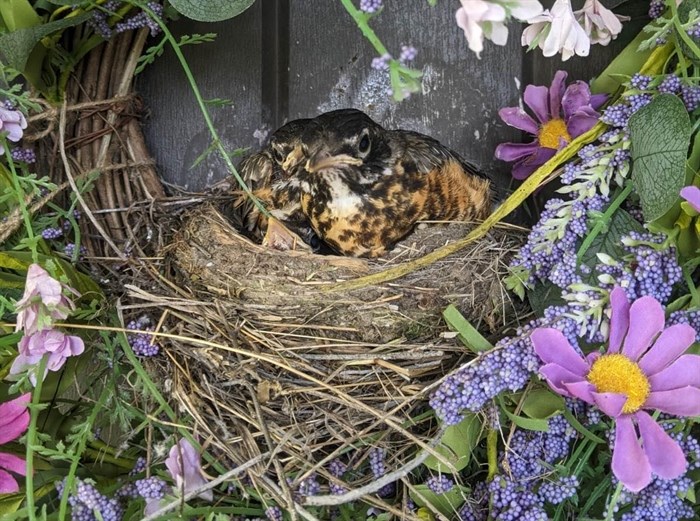 Two young robins sit in a nest in a wreath in Summerland.