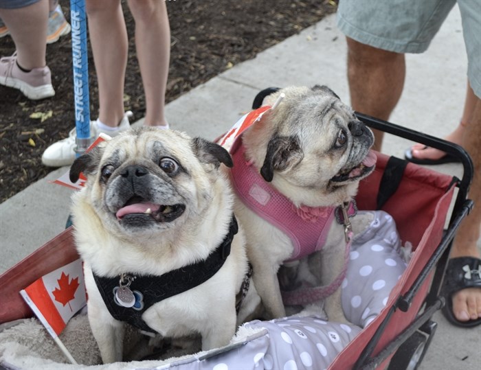 Pugs Bucky and Daisy sporting Canadian flags on Canada Day 2024.