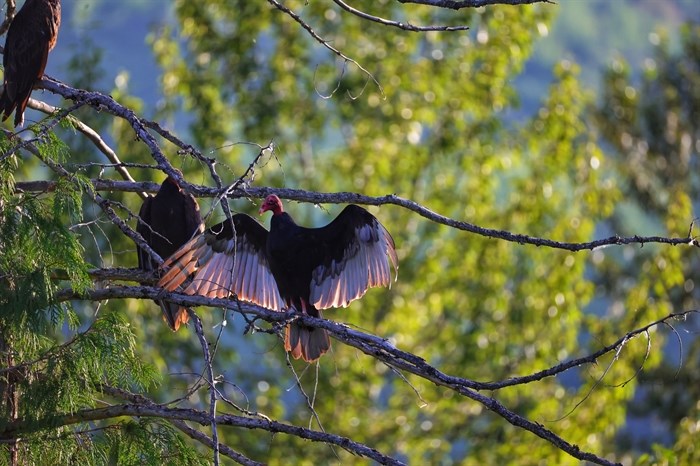 Three turkey vultures perch in a tree in Barrier. 