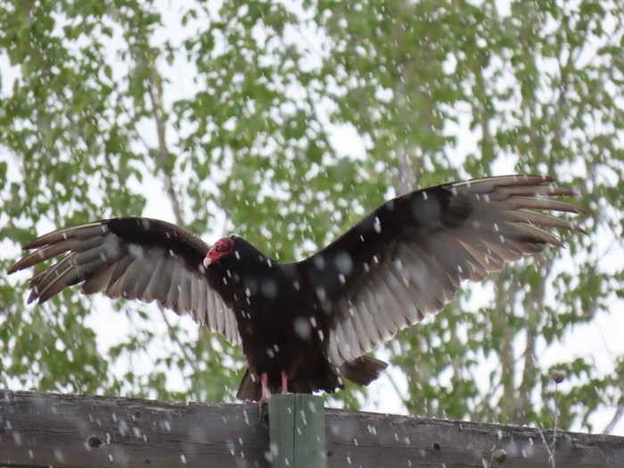 A turkey vulture flaps its wings in the rain at Predator Ridge in Vernon.