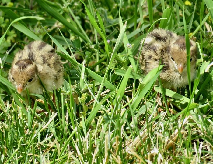 These little fluffballs in the South Okanagan are California quail babies. 