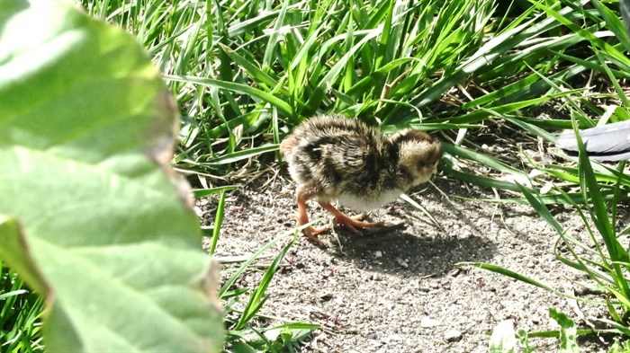 This little baby quail was spotted in the Okanagan. 