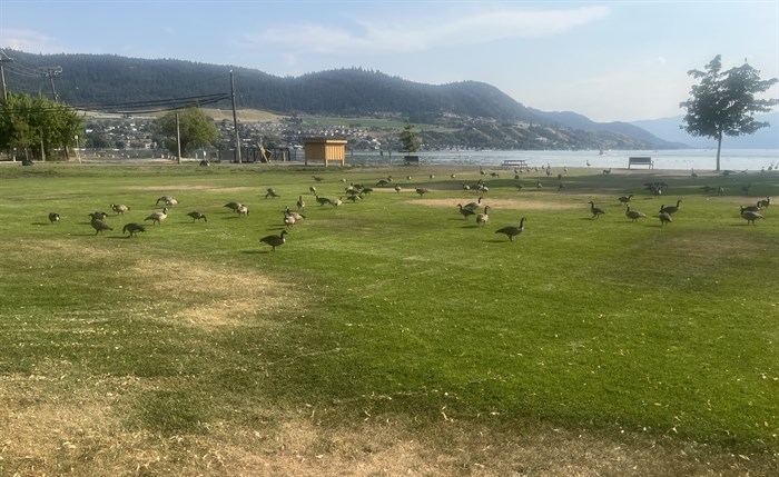 The grass is the perfect goose spot for lunch.