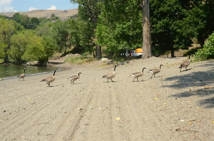 A family of geese wander from the lake.