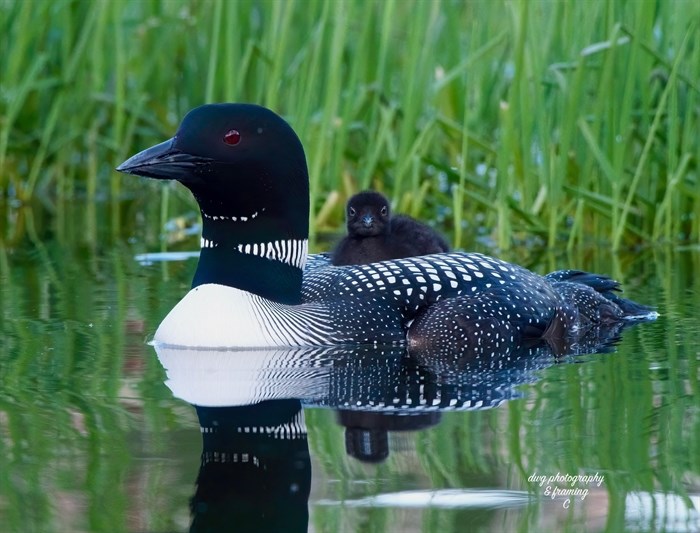 A loon mum floats on Paul Lake with her chick on her back. 