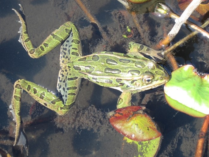 Northern leopard frog