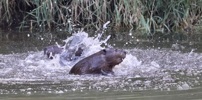 These beavers in a river in Kamloops were observed having a fight. 