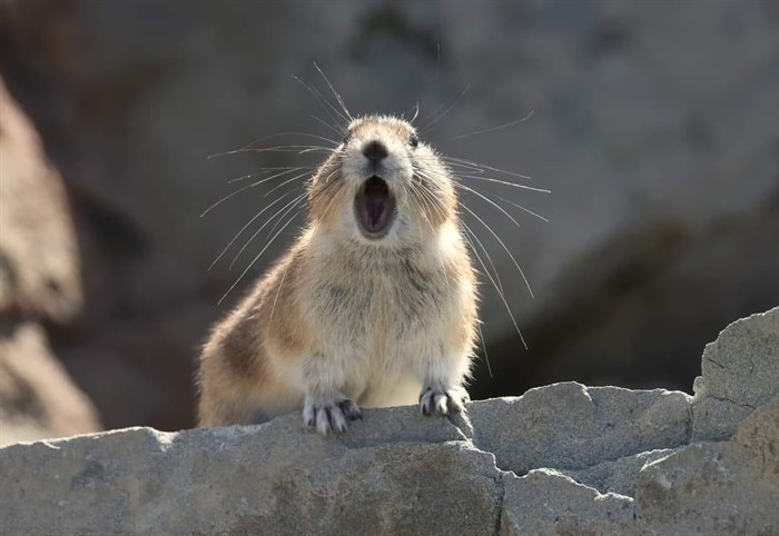 A pika in the Similkameen valley appears to be singing opera. 